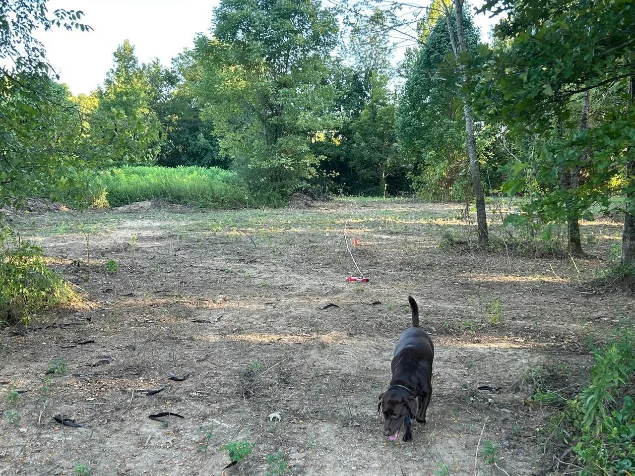 Newly cleared ground for campsites