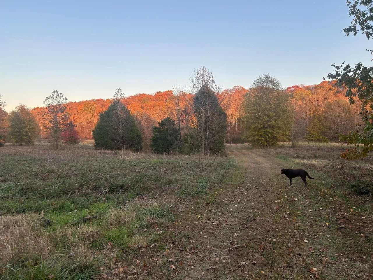 Fall color over the campground meadow