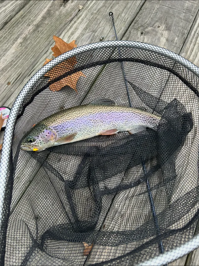 Rainbow trout in a net on the dock