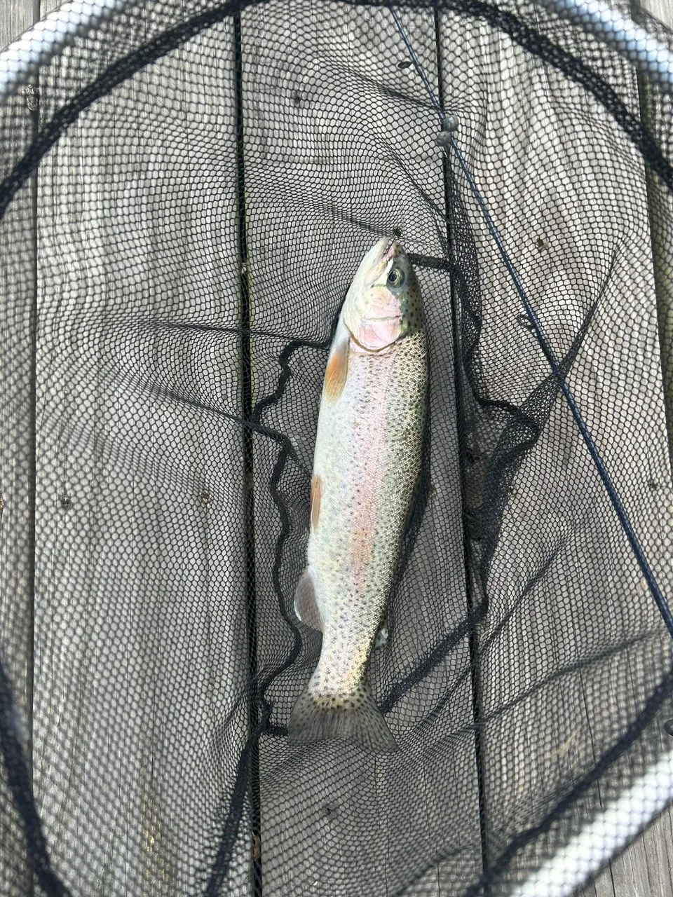 Rainbow trout in a landing net